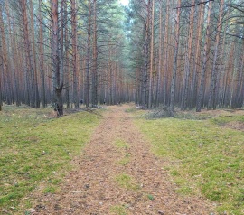 Прирезка лесных участков Кадастровые работы в Красноармейске
